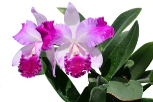 Rhyncholaeliocattleya Guillermo Lasso