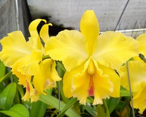 Rhyncholaeliocattleya Odili Gonzalez