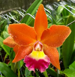 Rhyncholaeliocattleya Joseph Azofeifa