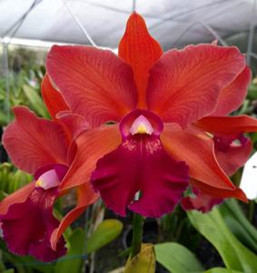 Rhyncholaeliocattleya Joseph Azofeifa