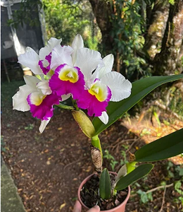Rhyncholaeliocattleya Little Samba