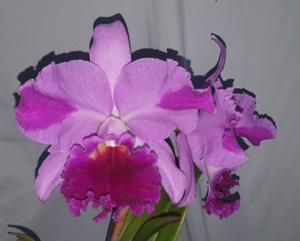 Rhyncholaeliocattleya Keith Robert Charles Day