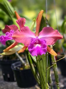 Rhyncholaeliocattleya Shiang-Chuen Shawarma