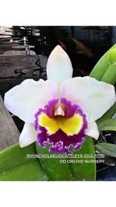 Rhyncholaeliocattleya Idul Fitri