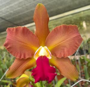 <i>Rhyncholaeliocattleya</i> Pablo Vargas