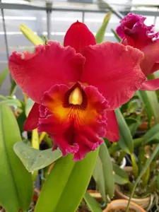 Rhyncholaeliocattleya Sanyo Red