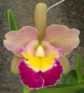 Rhyncholaeliocattleya Oscar Zuniga