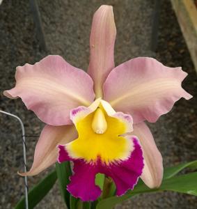 Rhyncholaeliocattleya Oscar Zuniga