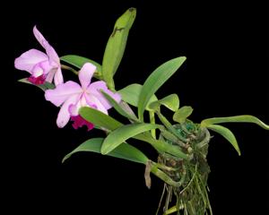 Rhyncholaeliocattleya Araya