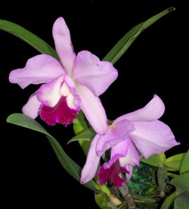 Rhyncholaeliocattleya Araya