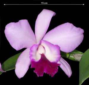 Rhyncholaeliocattleya Araya