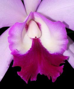 Rhyncholaeliocattleya Araya