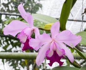 Rhyncholaeliocattleya Araya