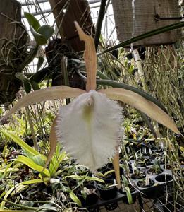 Rhynchovola Springwater Almond Joy