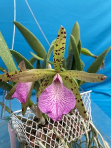 Brassocattleya Hippodamia
