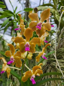 Vanda M. V. Tannins