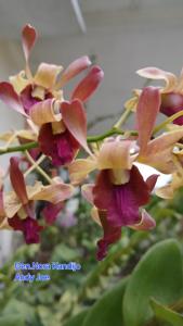 Dendrobium Nora Kandijo