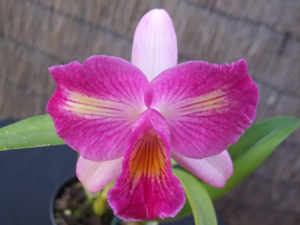 <i>Cattleya</i> Summer Magic