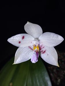 Phalaenopsis Palace Florastar