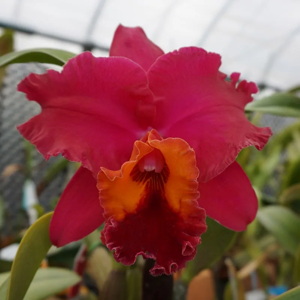 Rhyncholaeliocattleya Golden Circle
