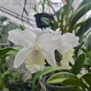 Cattleya Hawaiian Wedding Song