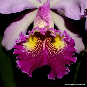 Cattleya Hardyana (1896)