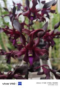 Dendrobium Black Viper
