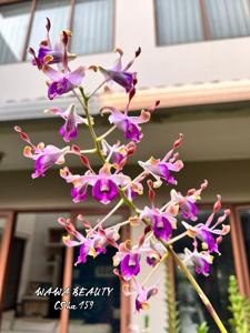 Dendrobium Wawa Beauty