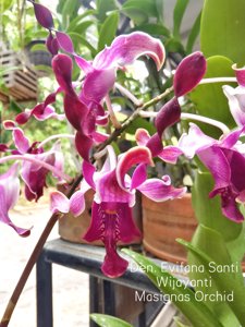 <i>Dendrobium</i> Evifana Santi Wijayanti