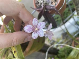 Sarcochilus Kulnura Prima