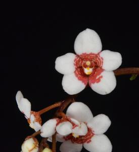 Sarcochilus Thurber Country