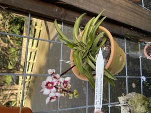 Sarcochilus Heidi-Zoe-Kulnura Berry