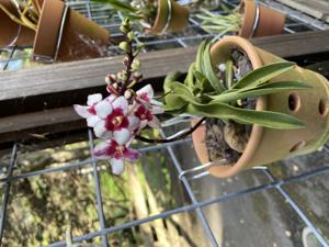 Sarcochilus Heidi-Zoe-Kulnura Berry