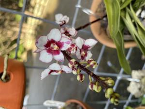 Sarcochilus Heidi-Zoe-Kulnura Berry