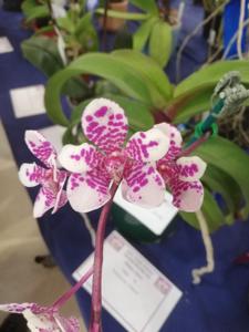 Sartylis Bravehart