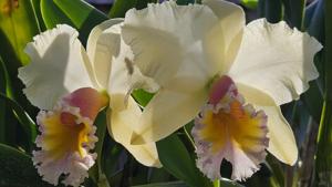 Rhyncholaeliocattleya George King