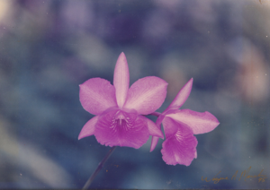 <i>Laeliocatonia</i> Mandi Bent