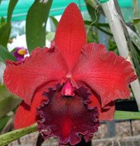 <i>Rhyncholaeliocattleya</i> Sebastian Scalia