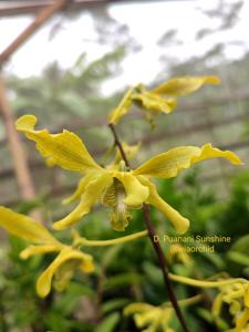 Dendrobium Puanani Sunshine