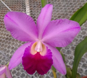 <i>Cattleya</i> Mem. Emilia Orozco