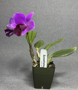 Cattleya Pink Doll-Sacramento Rose