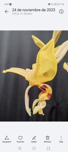 <i>Stanhopea</i> Cecilia Castro
