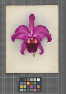 Cattleya Gertrud Jeidels