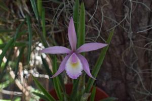 Brassocattleya Giuliana Orquisan