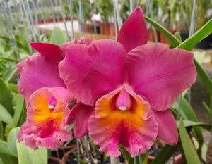 Rhyncholaeliocattleya Memoria Bellamira Varela