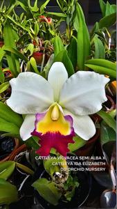 <i>Cattleya</i> Little Island