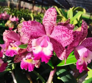 Cattleya Nobile's Wax Toy