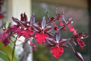 Oncostele Midnight Miracles