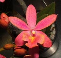 <i>Epicattleya</i> Topaz Seduction