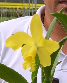 Rhyncholaeliocattleya Gualaquiza